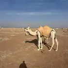 حاشى. له 7 شهور يرضع حليب. وياكل شعير وبرسيم