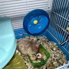 هامستر سوري