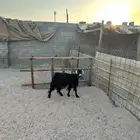 تيس عارضي مخصي جذع