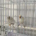 كناري مفتل ابيض تم البيع