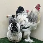 طقم كولومبي