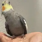 ببغاء كروانات ذكور