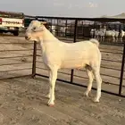 مشروع فحل بيشي أبرص ضغط عالي