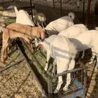 تيوس بلدي نظيف