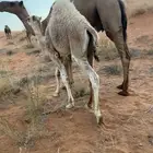 قعود شحم فل