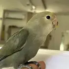روز الييف ((تم البييع))