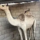 بكره للبيع