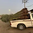 يتوفر لدينا جميع أنواع النخيل