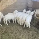 بهم فاخر من الاخر((( تم البيع))