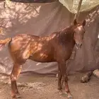 حصان عمر سنتين غير معسوف حصان مشروط