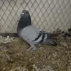 حمام