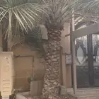 نخلتين خلاص طيبات للبيع ومنتجه الرطب حبته كبيره وعذوبه كثير