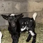 ذكر ماعز قرم