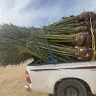 نخيل لبيع