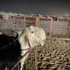 فحل نجدي فاخر