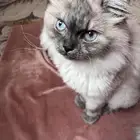 قط لتبني