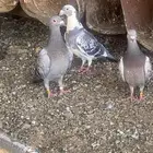 جنوب حايل الروضه