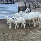 ضان خلفات متاومات
