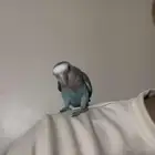 طير روز اليف تم البيع الله يبارك للمشتري