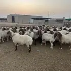 مشاء الله العداد 70 راس شرط الدفيع
