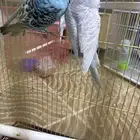زوج بادجي مع ثلاثه فروخ
