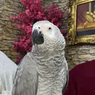 ببغاء كاسكو اليف و متكلم جدا للبيع تم البيع