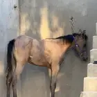 مهره شعبيه