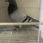 حمام زاجل