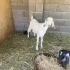 تبوك