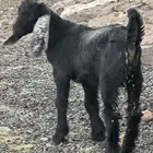 تيوس وعناق