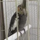 للبيع ببغاء كاروان مغررد عمره 4 شهور اليف