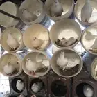 حمام فرنسي