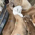 ذبايح حري وسواكن للبيع