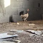 دجاجه بلدي حضانه