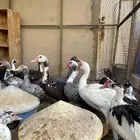 بط مسكوفي للبيع