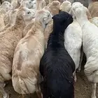 تم البيع