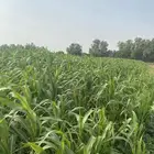 قصب اخضر