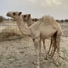 بكار للبيع على حليب وبكار طيبه