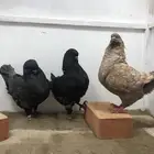 جوز كنق مدينا تم البيع