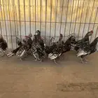دجاج سبرايت شبابي(تم البيع)