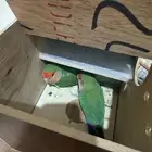 زوج روز تركيبه جديده توهم طالبين تزاوج الانثى 9شهور الذكر