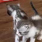 قطط كبيره ورضيعه للبيع شيرازي سكوتش مكس هملايا