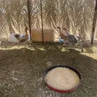 دجاج بياض ريشه مقرنس صحه شرط