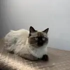 مطلوب قط ذكر للتزاوج