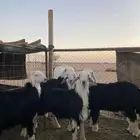 خرفان نجد