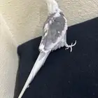 كروان ذكر وايت فيس