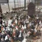 صيصان ثلاثه شهور بلدي