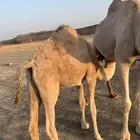 حاشي لباني