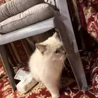 قط شيرازي اليف جدا