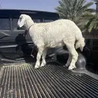طلي جبر العمر من 6 الى 7 شهور